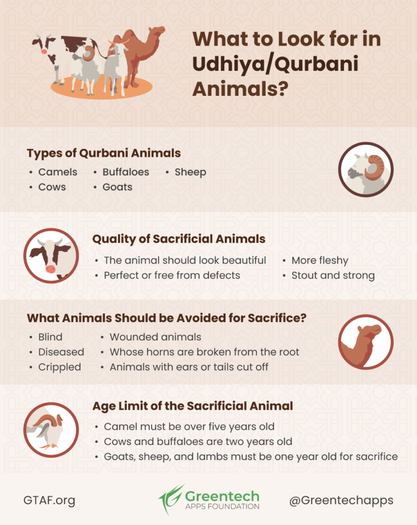 What to Look for in  Udhiya Qurbani Animals